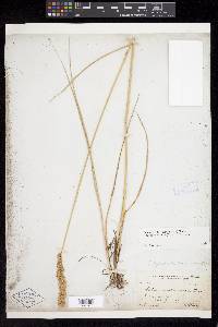 Calamagrostis inexpansa image