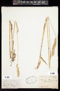 Calamagrostis rubescens image