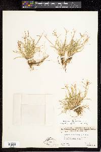 Elymus elymoides subsp. californicus image