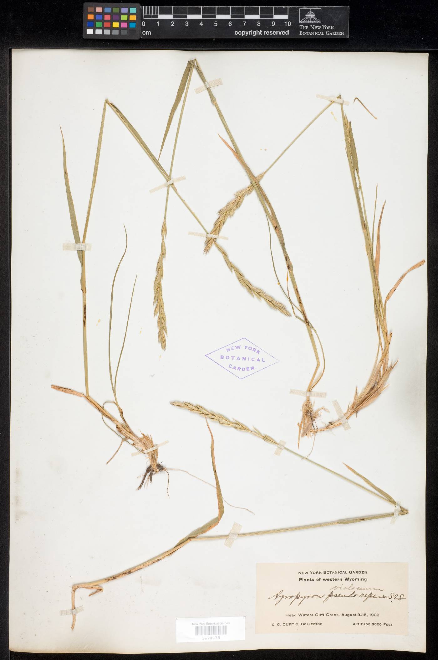 Elymus violaceus image