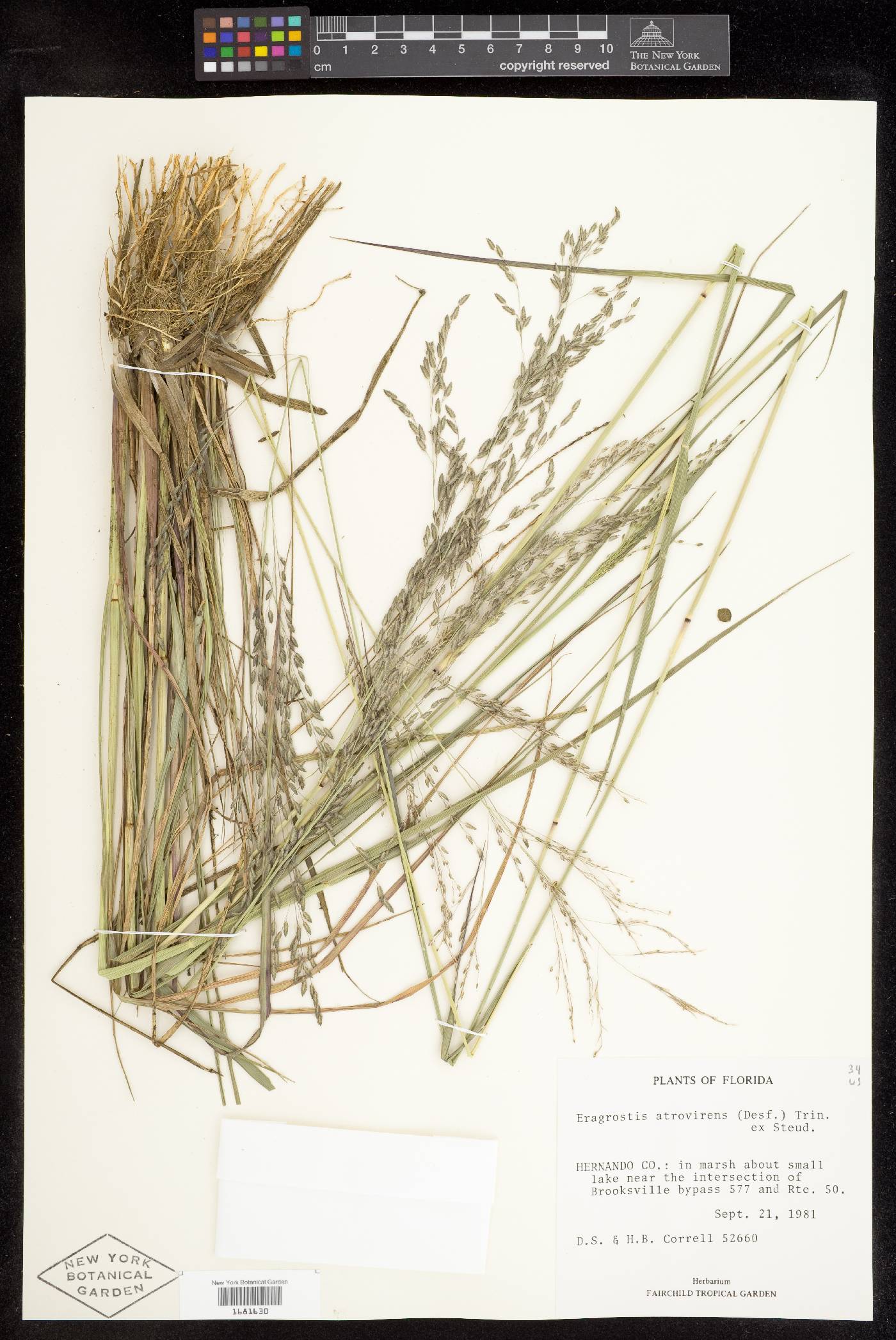 Eragrostis atrovirens image