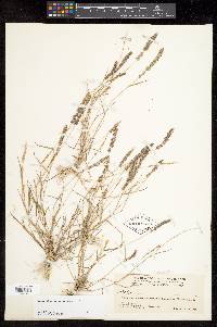 Eragrostis ciliaris image