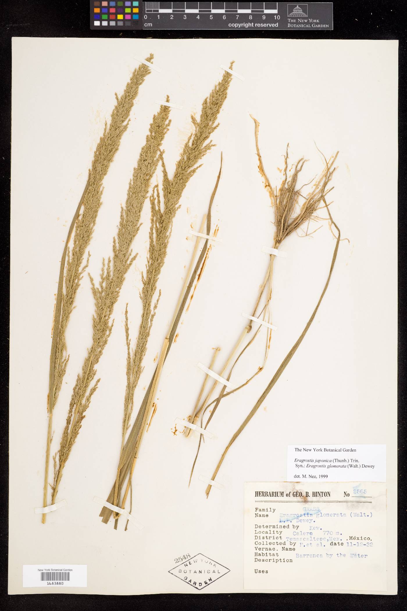 Eragrostis japonica image