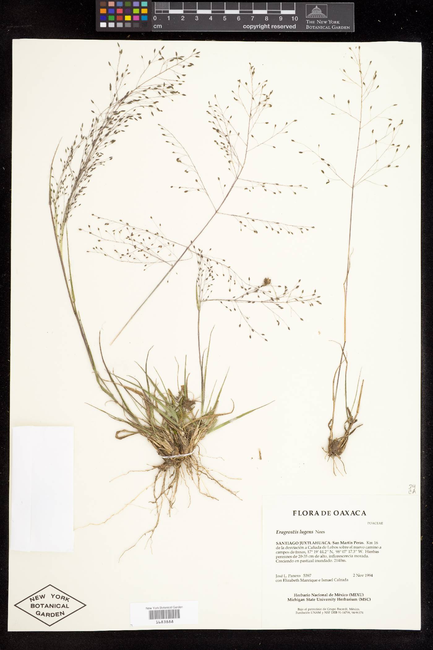 Eragrostis lugens image