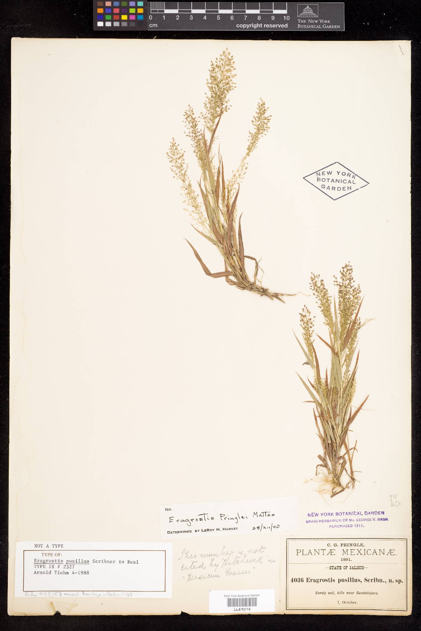 Eragrostis pringlei image