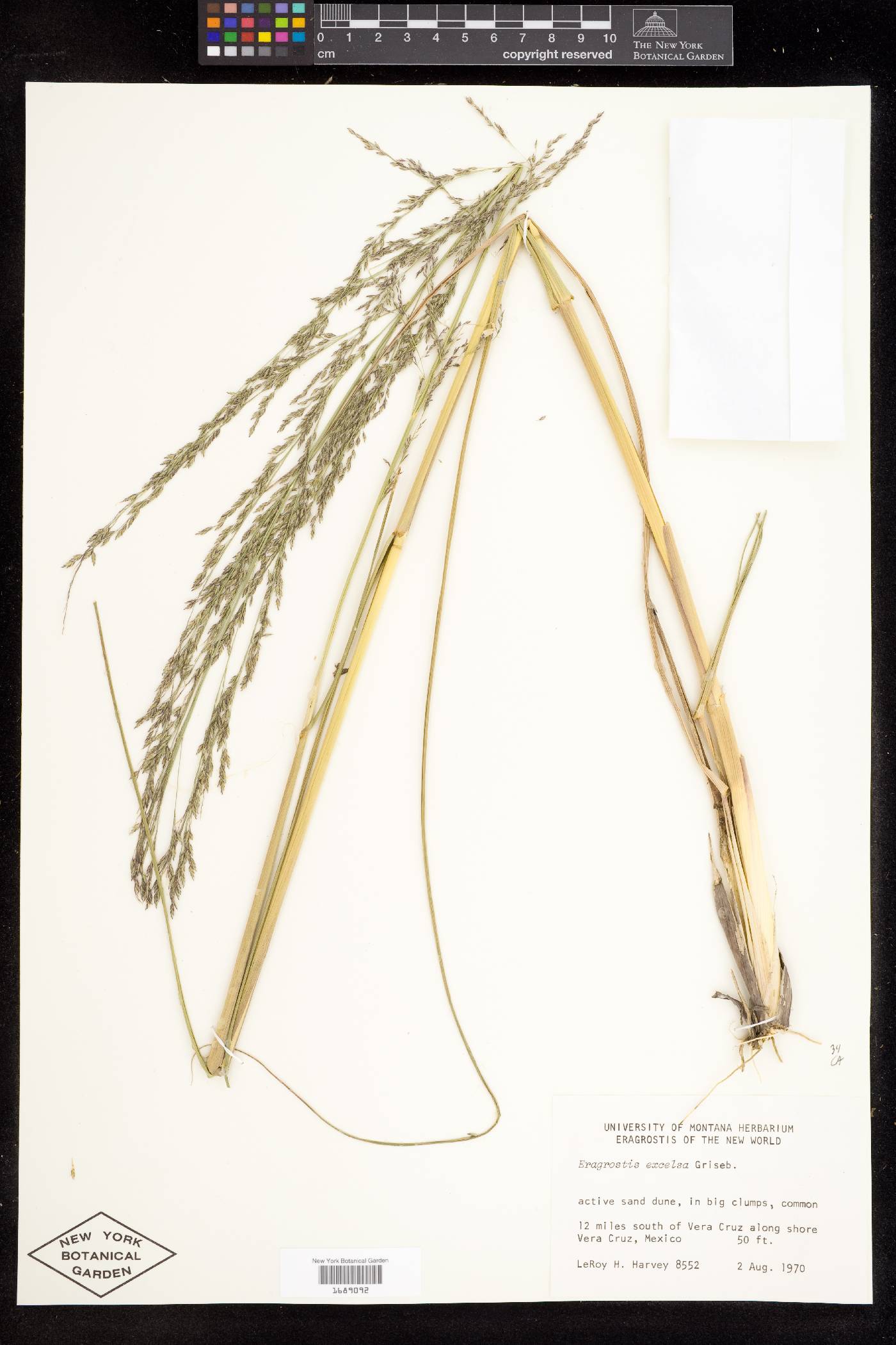 Eragrostis prolifera image