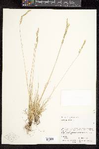 Festuca ovina image