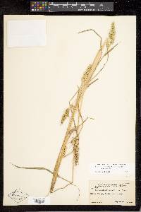 Echinochloa muricata var. microstachya image