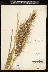 Echinochloa walteri image