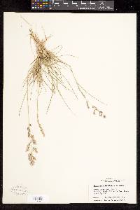 Eragrostis secundiflora image