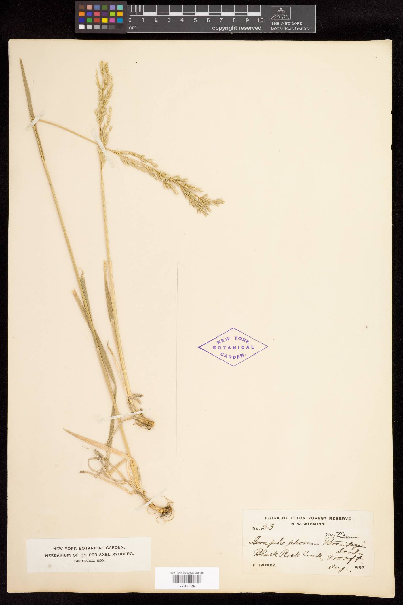 Graphephorum wolfii image