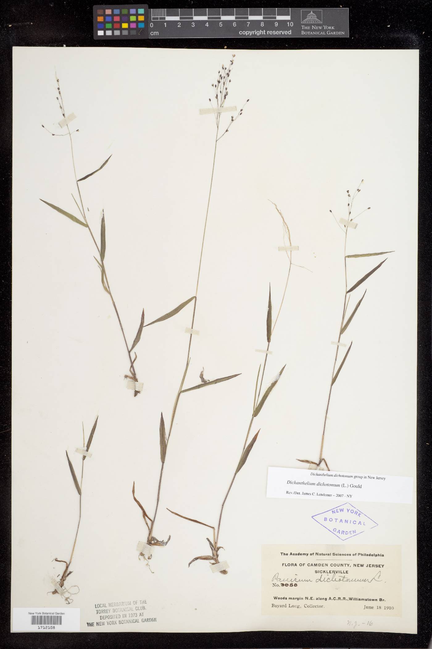 Dichanthelium dichotomum var. dichotomum image