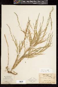 Muhlenbergia mexicana image