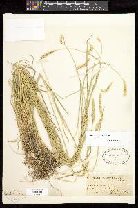 Hordeum brachyantherum image