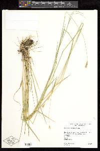 Hordeum brachyantherum image