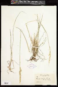 Leucopoa kingii image