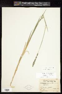 Muhlenbergia glomerata image