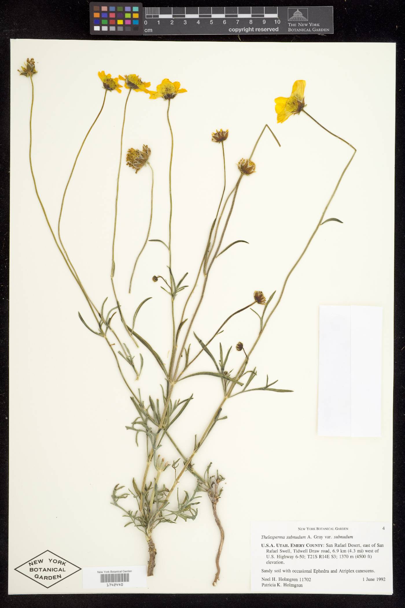 Thelesperma subnudum var. subnudum image