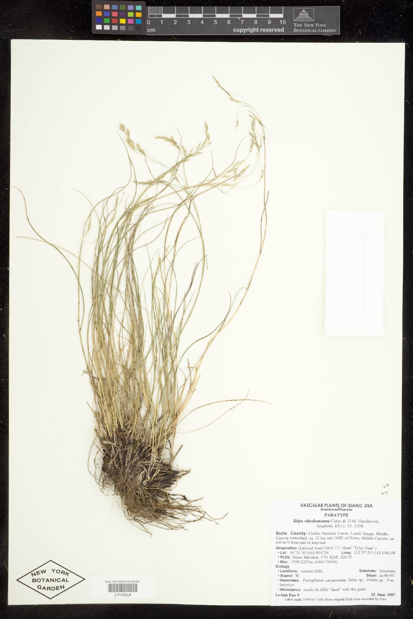 Piptatheropsis shoshoneana image