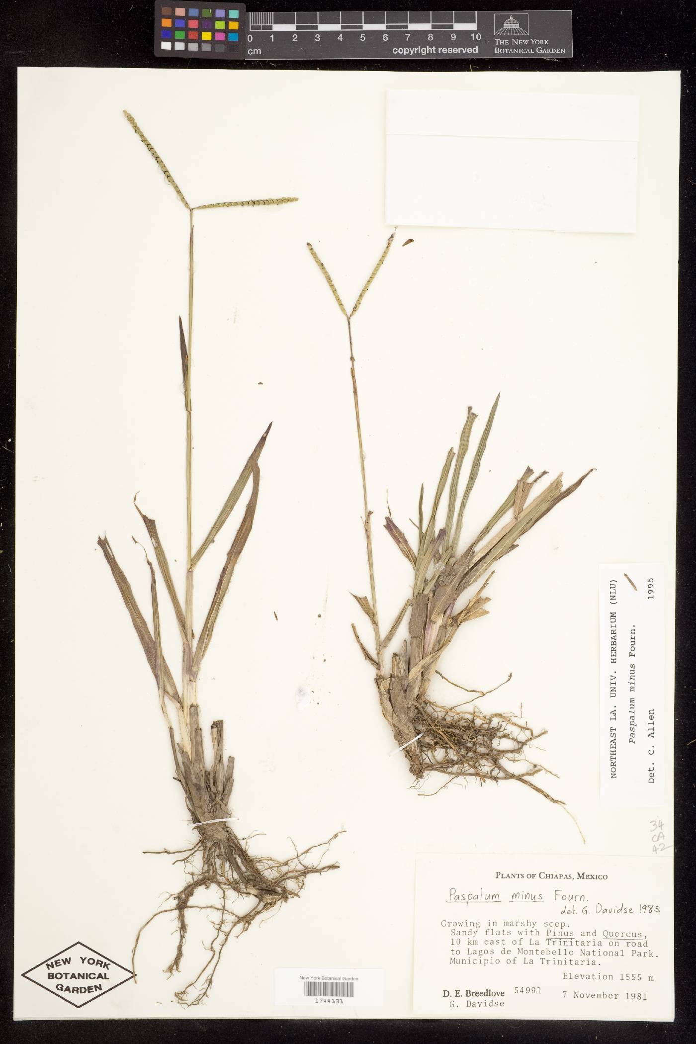 Paspalum minus image