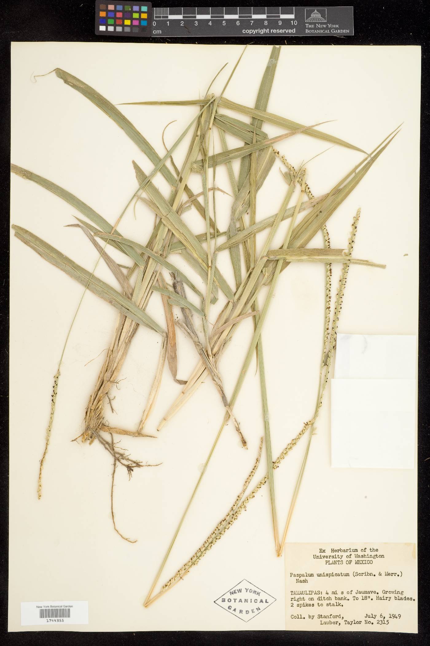 Paspalum unispicatum image