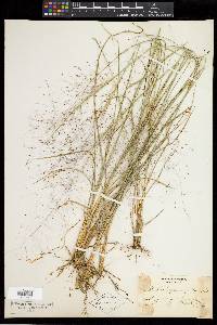 Muhlenbergia capillaris image