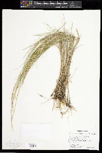 Muhlenbergia cuspidata image