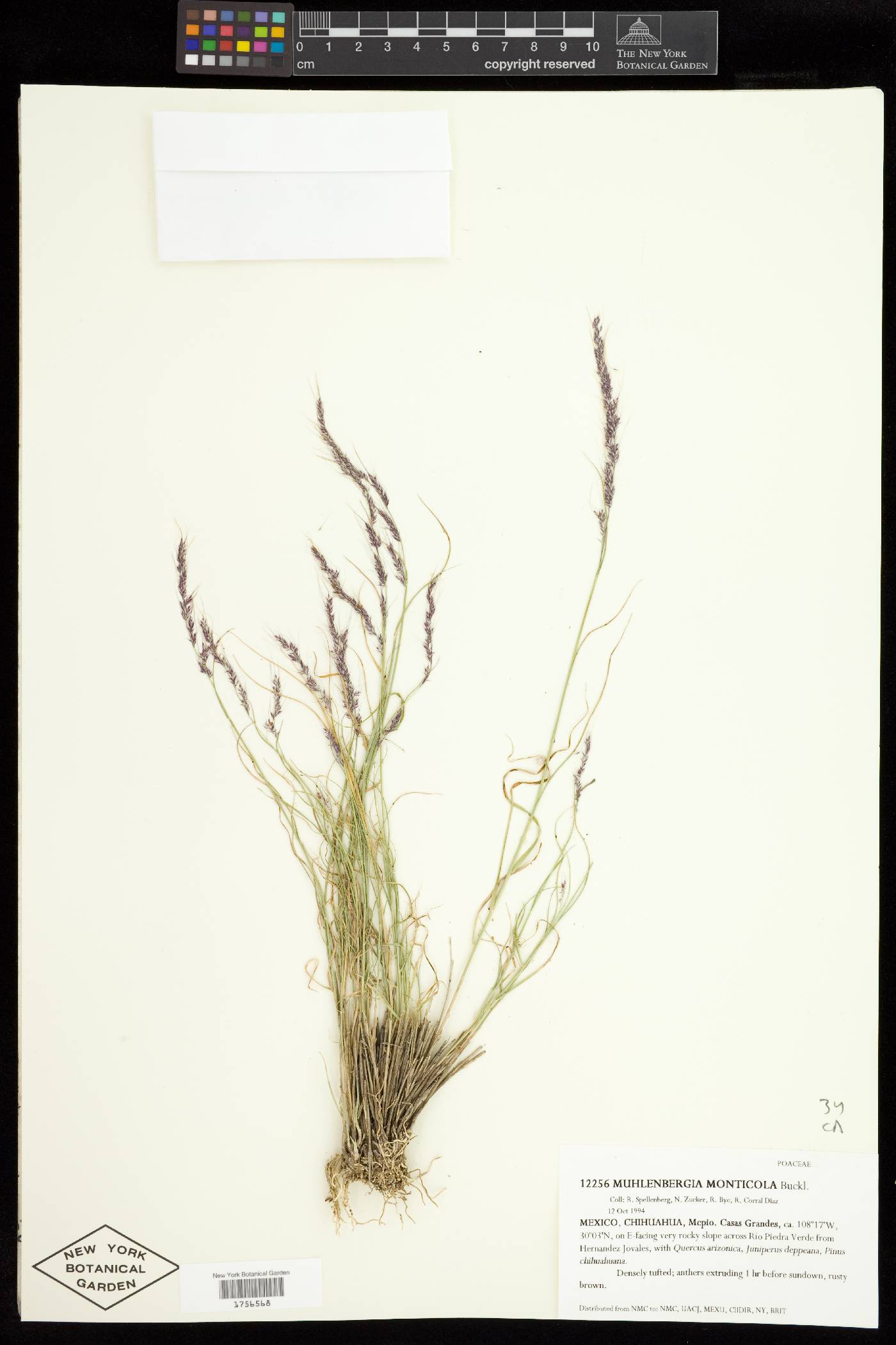 Muhlenbergia tenuifolia image