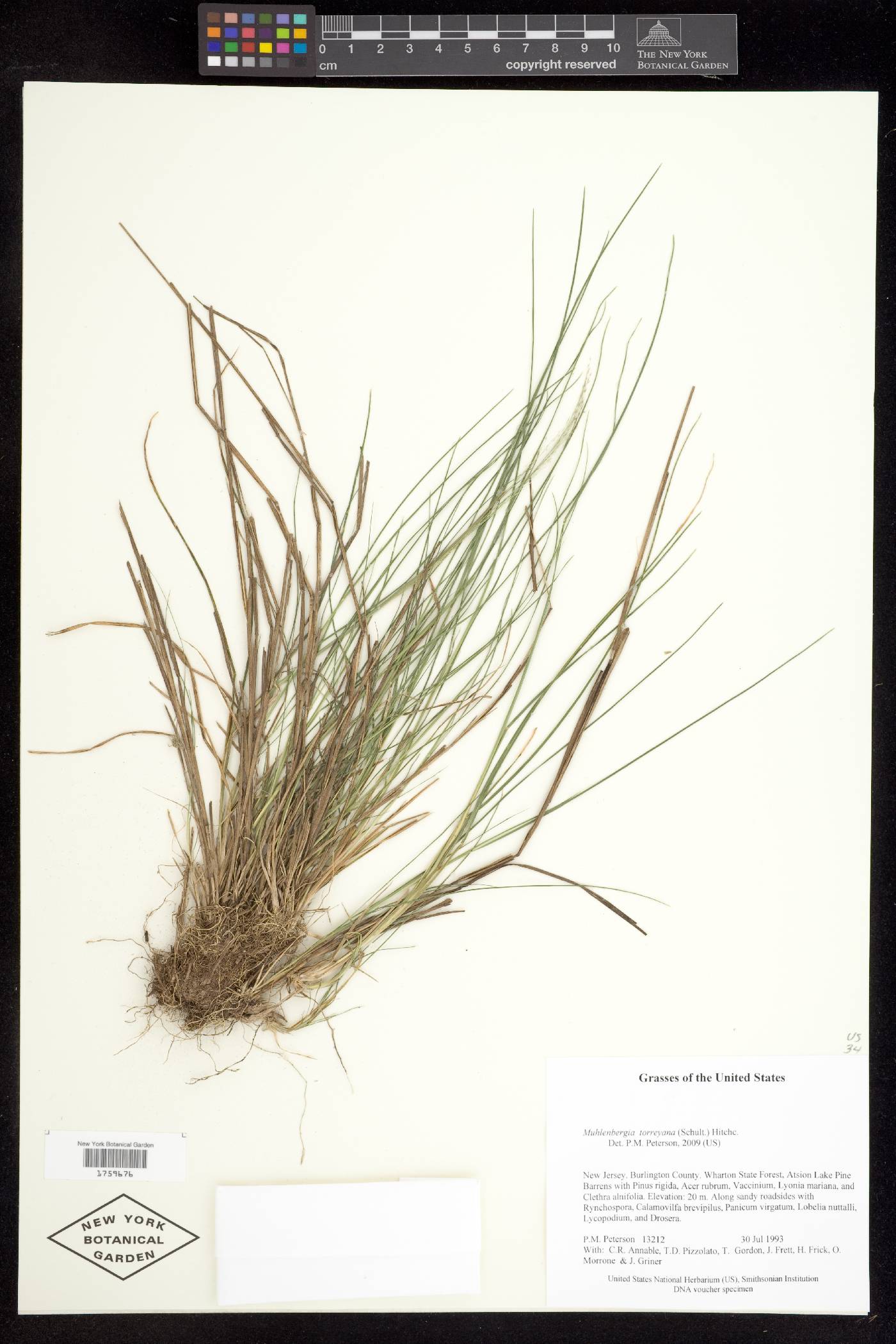 Muhlenbergia torreyana image