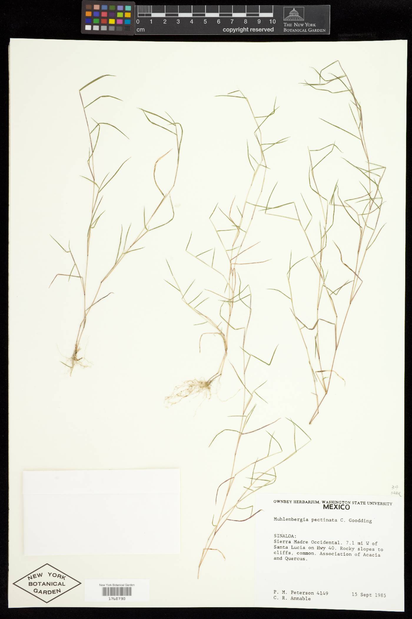 Muhlenbergia pectinata image