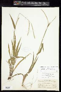 Paspalum setaceum var. muhlenbergii image