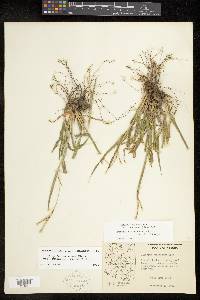 Paspalum setaceum var. stramineum image