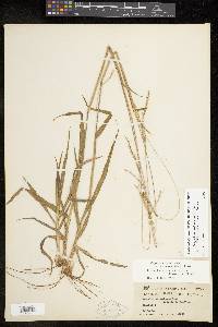 Paspalum setaceum var. stramineum image