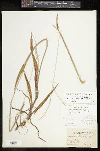 Paspalum setaceum var. stramineum image