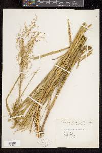 Glyceria canadensis var. laxa image