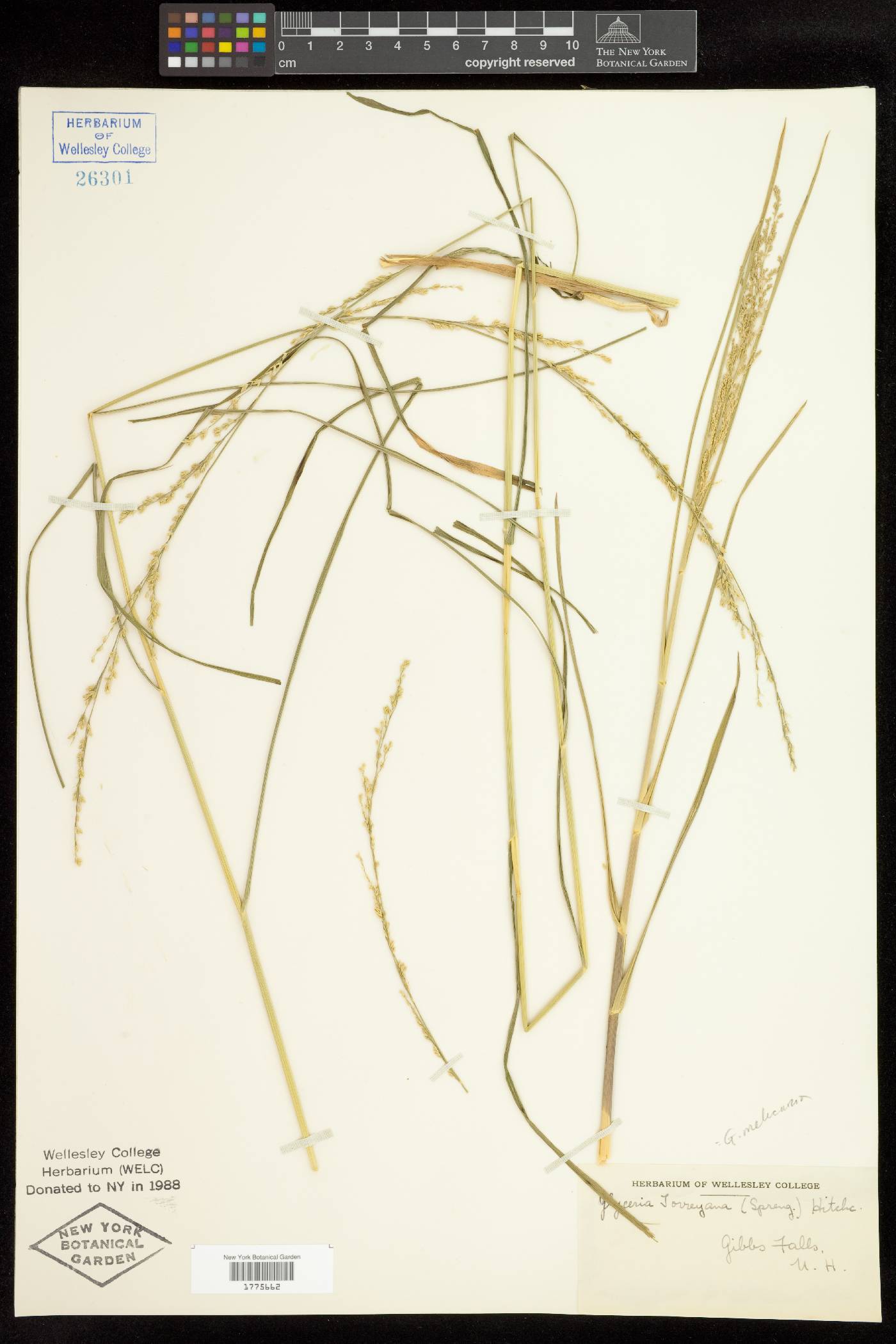 Glyceria melicaria image