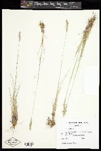 Poa cusickii image