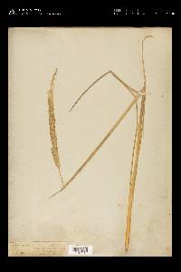 Spartina spartinae image