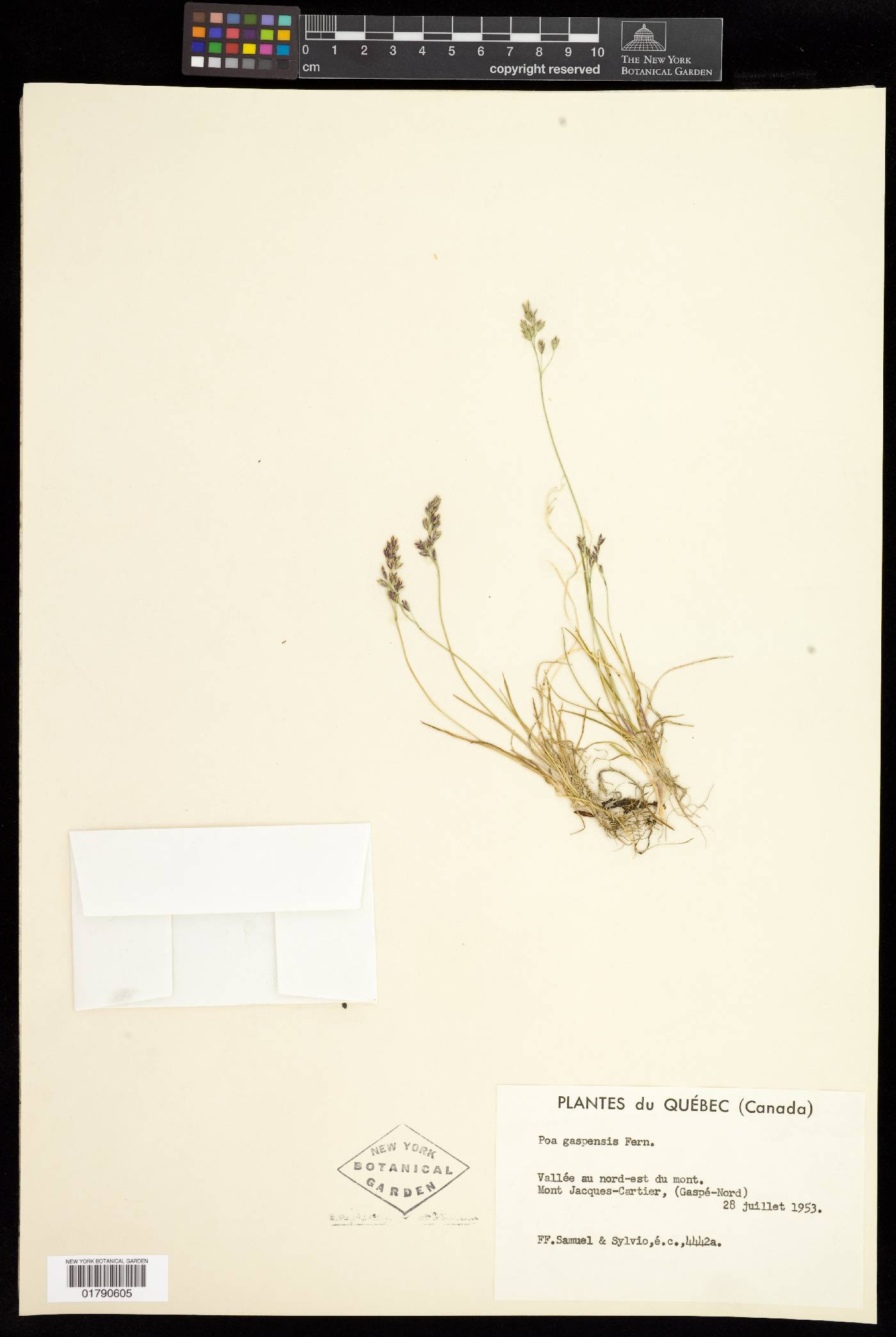 Poa gaspensis image