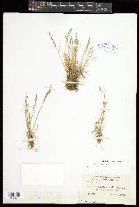 Poa glauca image