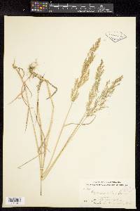 Poa nemoralis image