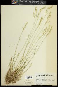 Poa secunda subsp. secunda image