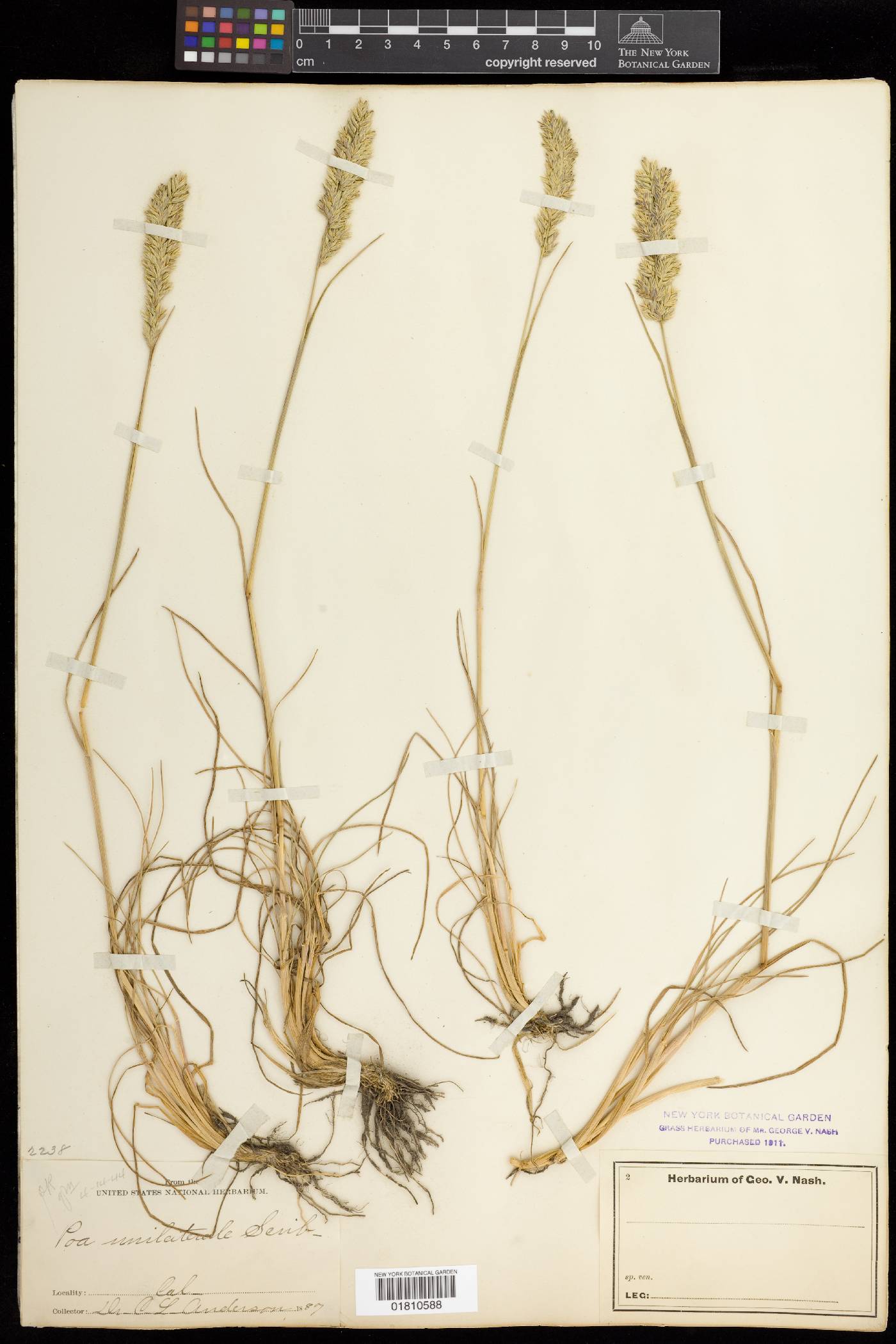 Poa unilateralis image