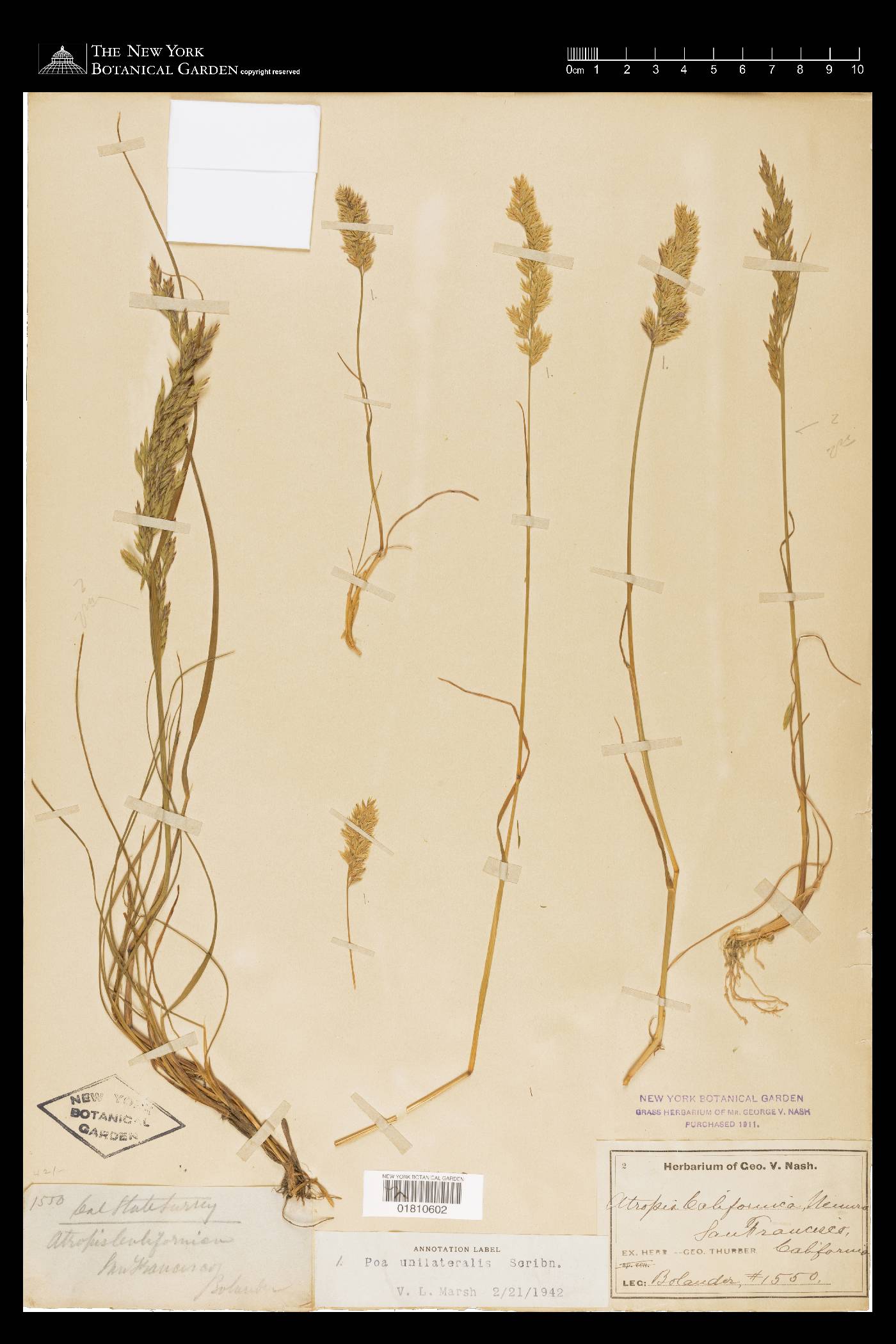 Poa unilateralis image
