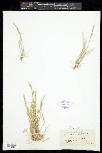 Vulpia microstachys image