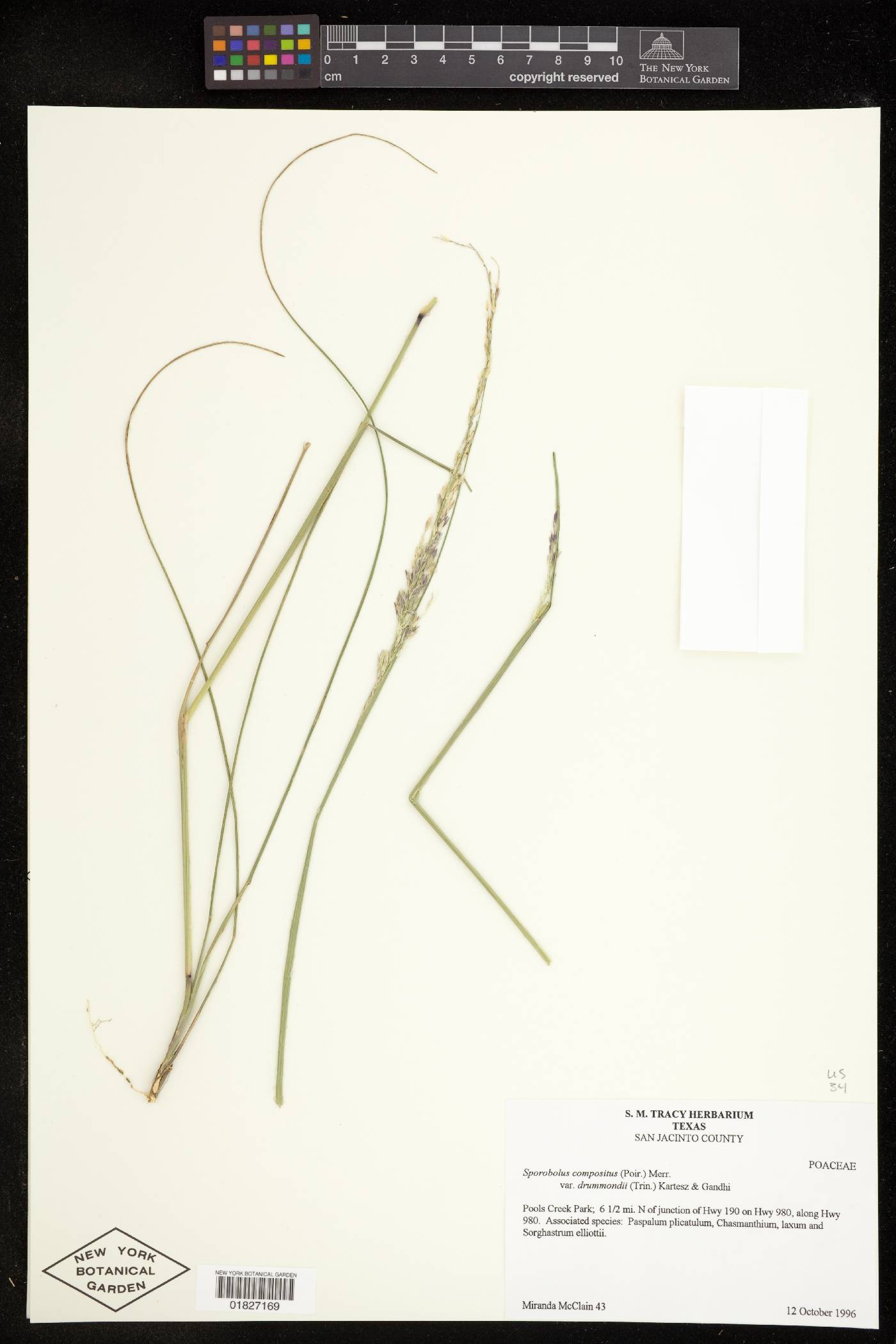 Sporobolus compositus var. drummondii image