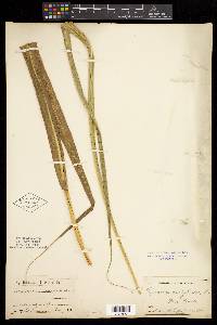 Tripsacum dactyloides image