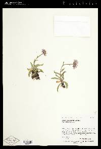 Symphyotrichum foliaceum image