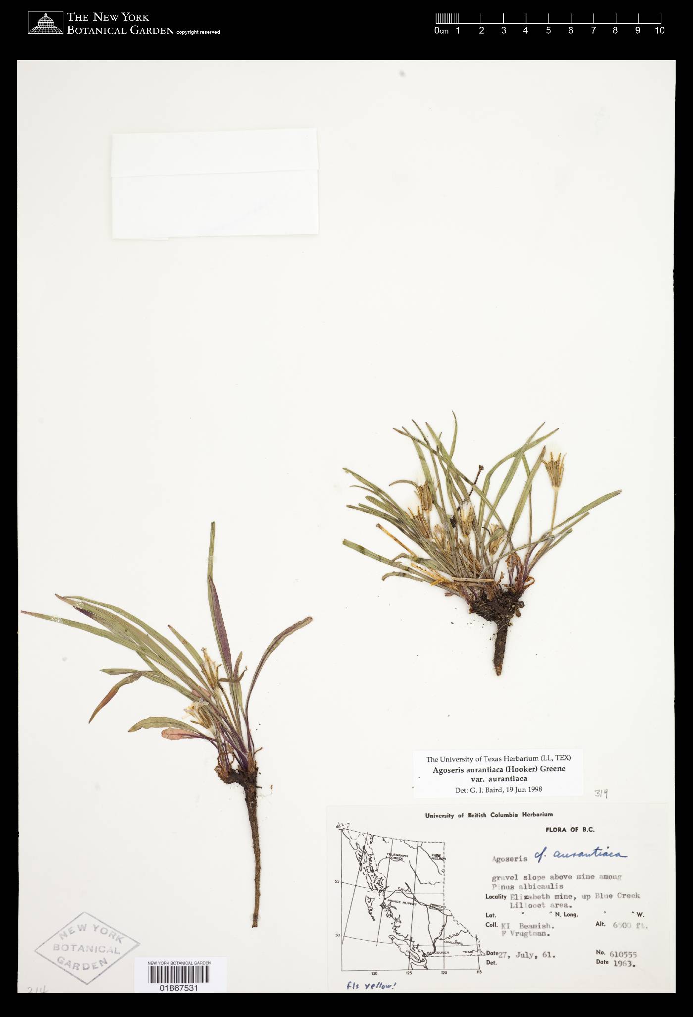 Agoseris aurantiaca var. aurantiaca image