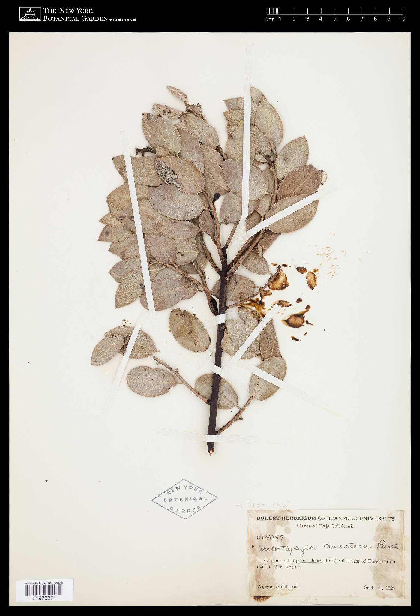 Arctostaphylos tomentosa image